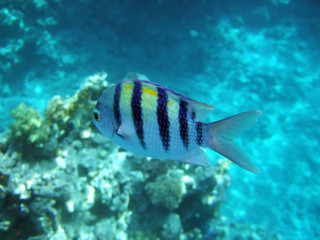 Obraz na płótnie Canvas A tropical fish with black stripes passing by