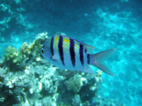 A Tropical Fish With Black Stripes Passing By