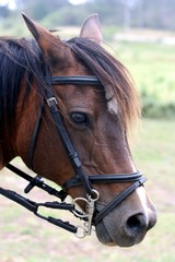 Obraz premium Horse portrait