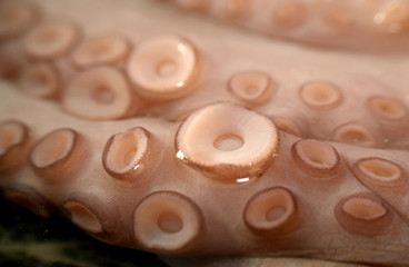 pulpo