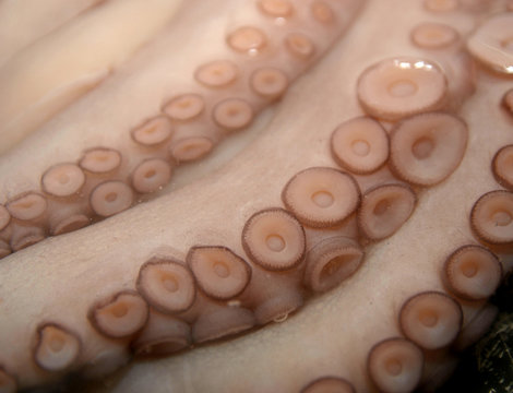 ventosas