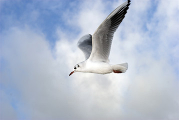 Seagull