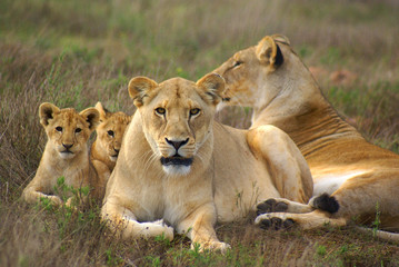 Obraz na płótnie Canvas Rodzina Lion