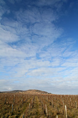 Obraz premium vignes taillées