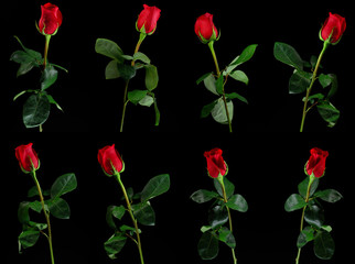Multiple image of red rose on black background