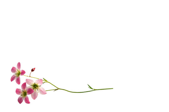Bl&uuml;ten in  rosa