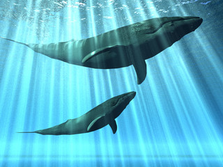 Obraz premium baleines