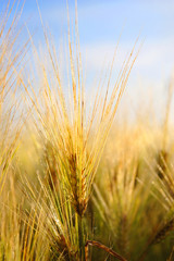 Golden Grain