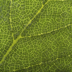 studio shot of leaf showing details