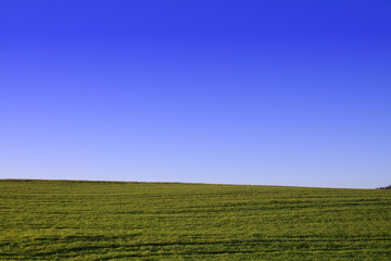 Naklejka premium Sommerwiese