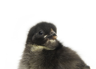baby chick