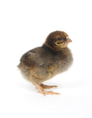 Fototapeta premium Baby Chick