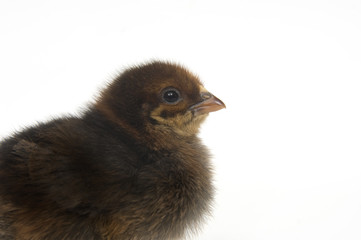 Baby Chick