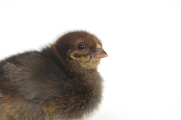 Baby Chick