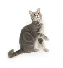 Kitten begging for treats