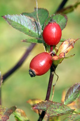 rose hips