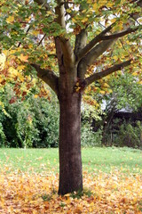 Fototapeta premium early autumn leaves