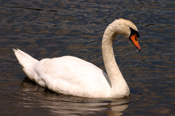 The Swan
