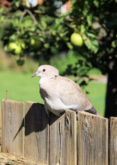 Dove on Fence