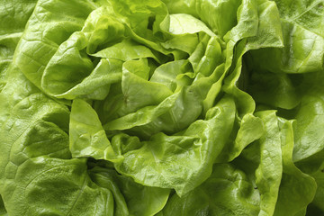 Ein frischer Kopfsalat vor weißem Hintergrund
