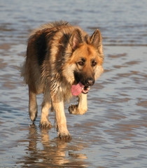 German Shepherd dog trotting on a sandy beach