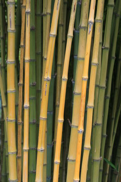 Bamboo Trees In A Japanese Garden