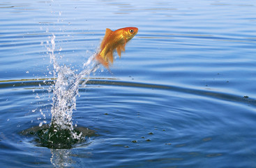 Goldfish jumping out of the water