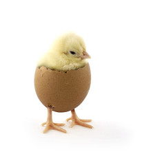 chick