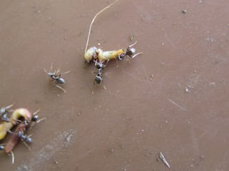 Black Garden Ants at Work