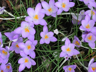 Crocuses