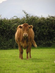Bull in field