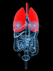 weibliche organe mit roter lunge