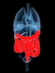 weibliche organe mit rotem darm