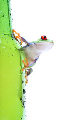 frog on glass - a red-eyed tree frog closeup on green bottle