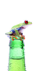 Obraz premium frog on a bottle - red-eyed tree frog isolated on white