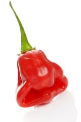 scotch bonnet pepper with funny face shape.