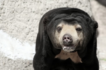 Bär