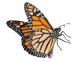 Selbstklebende Fototapete Schmetterling Monarch fliegt auf Weiß