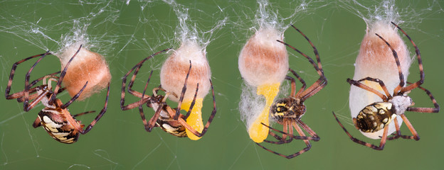 spider making egg case