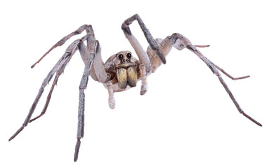 Wolf spider on white
