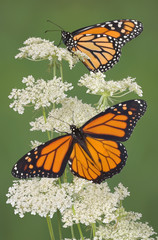 Naklejka premium Two monarch on queen anns lace