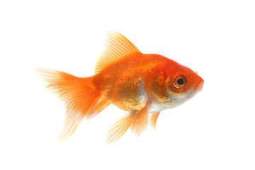 Goldfish in front of a white background