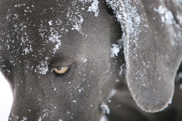 snow dog eye weimaraner pet