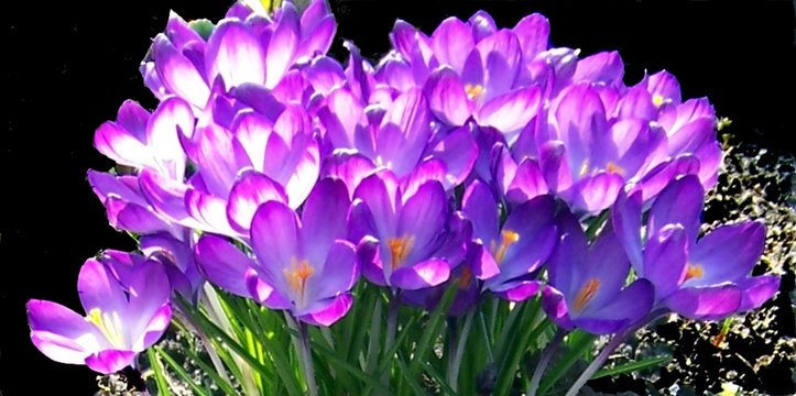 Krokusse lila