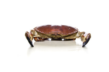 crab over white