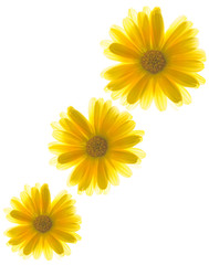 Yellow flowers on white background