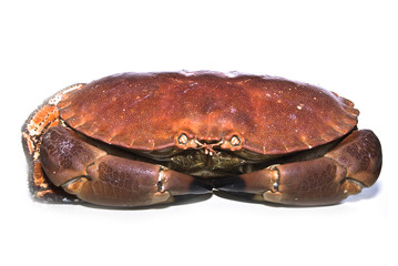 sea crab