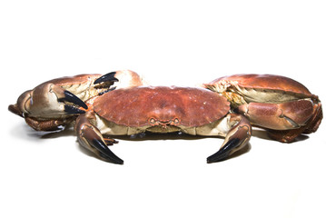 three crabs