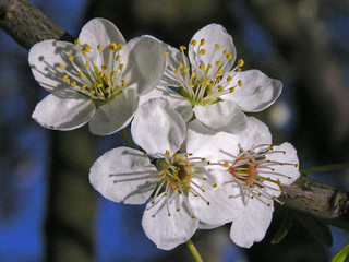 Obraz premium Fleurs de cerisier