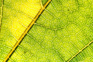 Close-up of Green Leaf